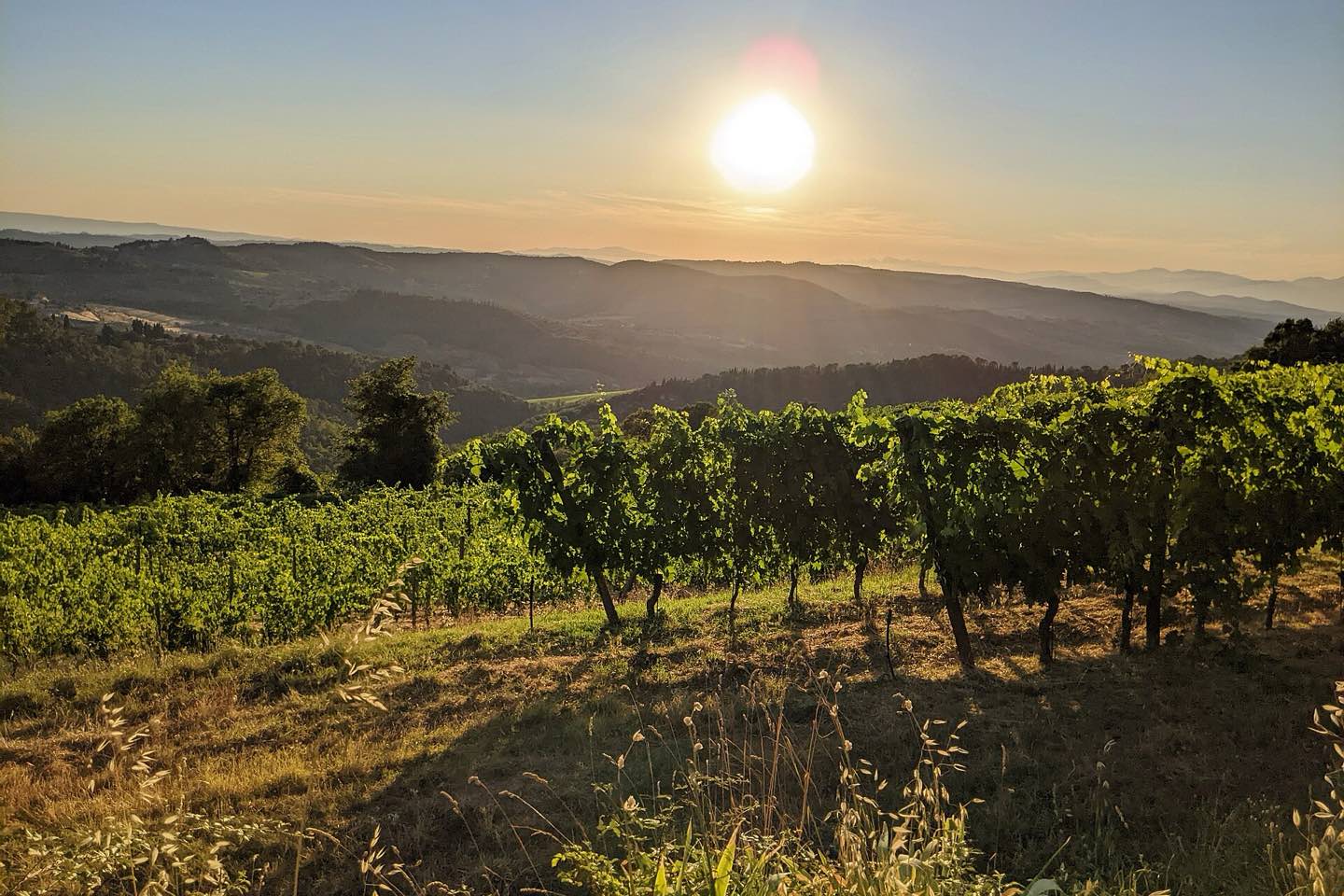 Rows of vines on a Chianti hillside at sunset