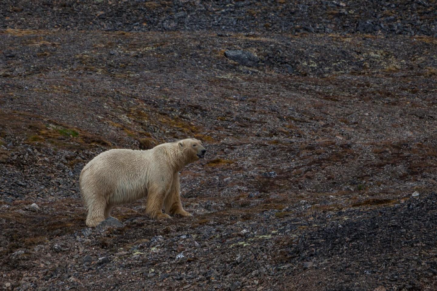 A polar bear walking across a stony tundra slope in Svalbard