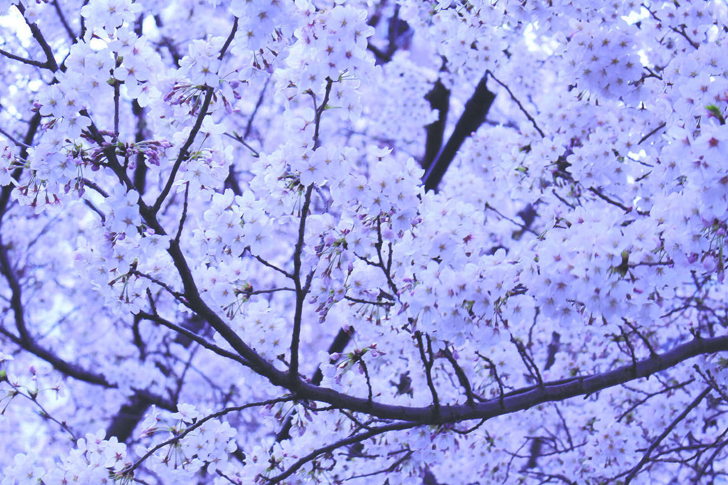 Cherry blossom in full bloom against a blue sky