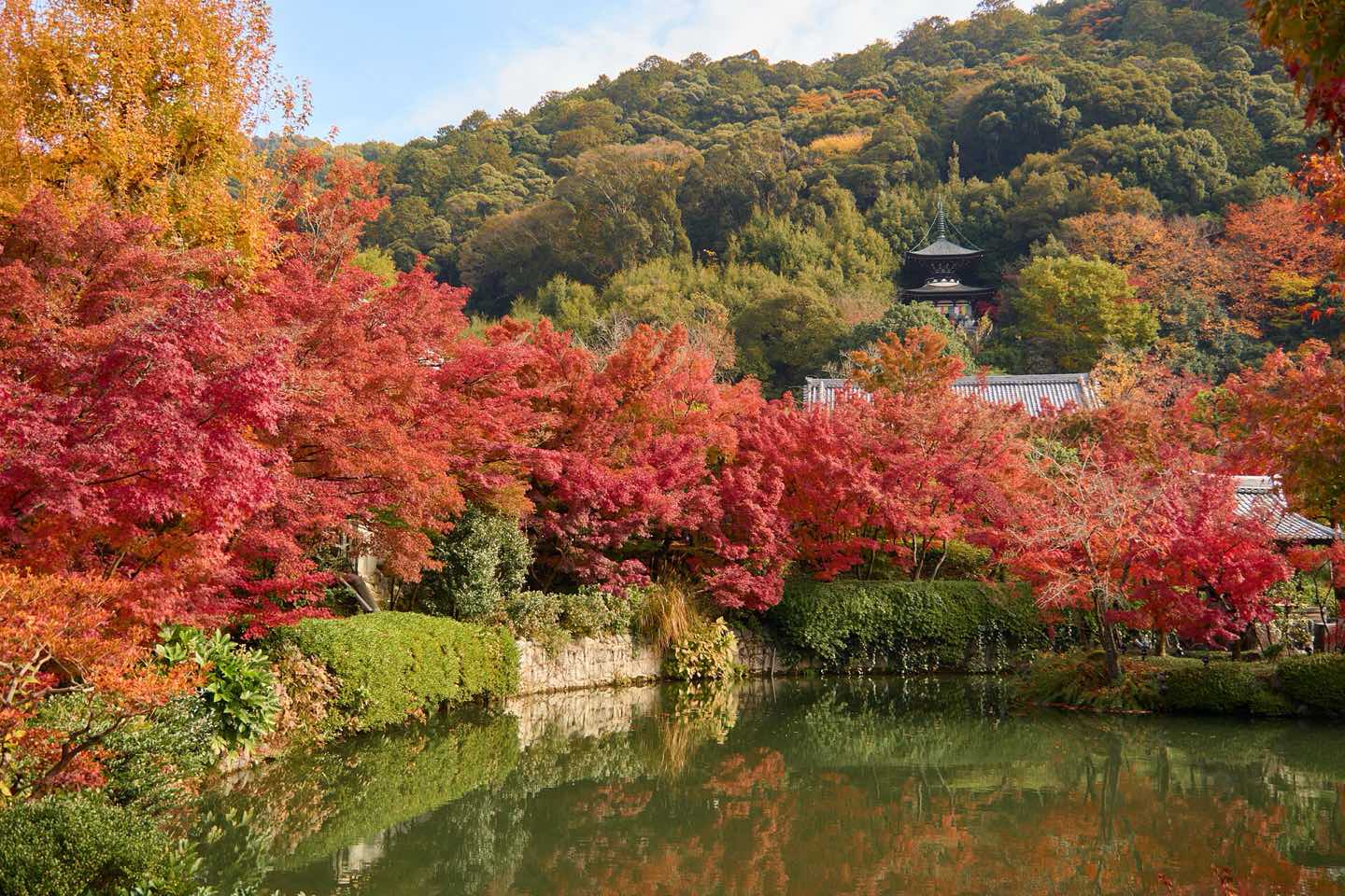 Red and orange maples around the pond at Eikando temple in Kyoto
