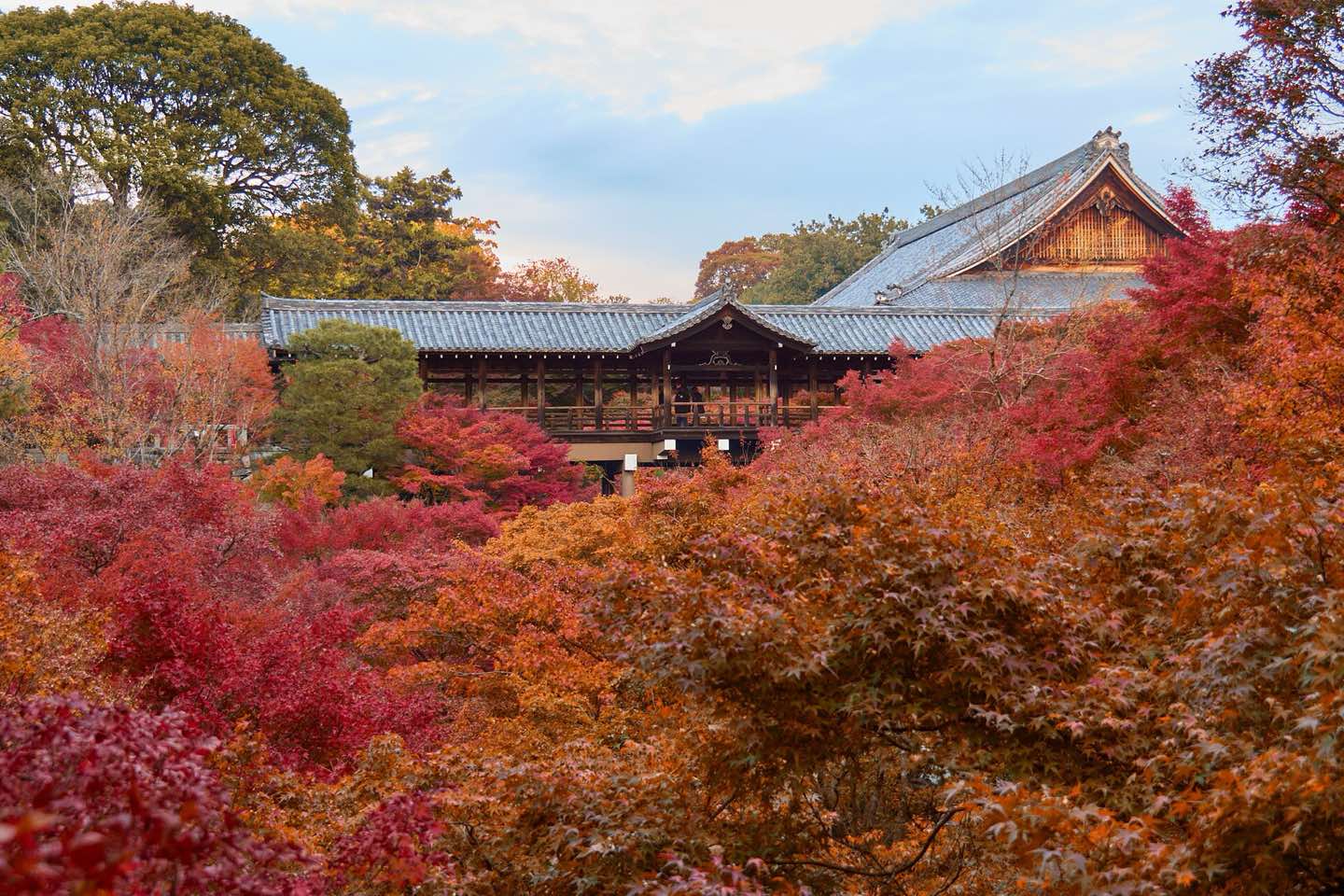 Autumn maples in front of the wooden halls of Tofuku-ji, Kyoto