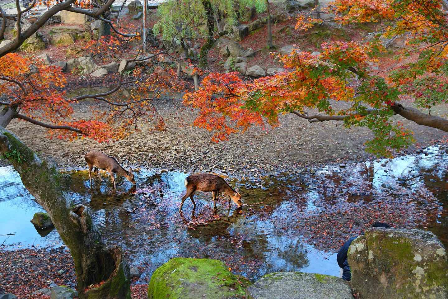 Two deer drinking from a stream under red maples in Nara Park