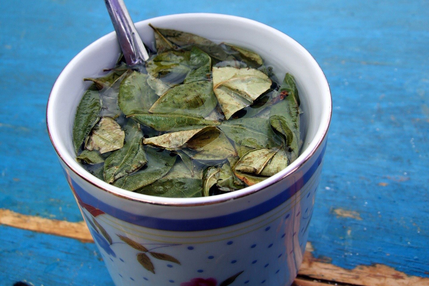 A cup of coca tea with fresh coca leaves