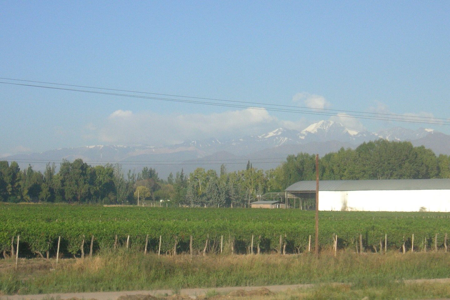 Rows of vines below snow-capped Andes near Mendoza
