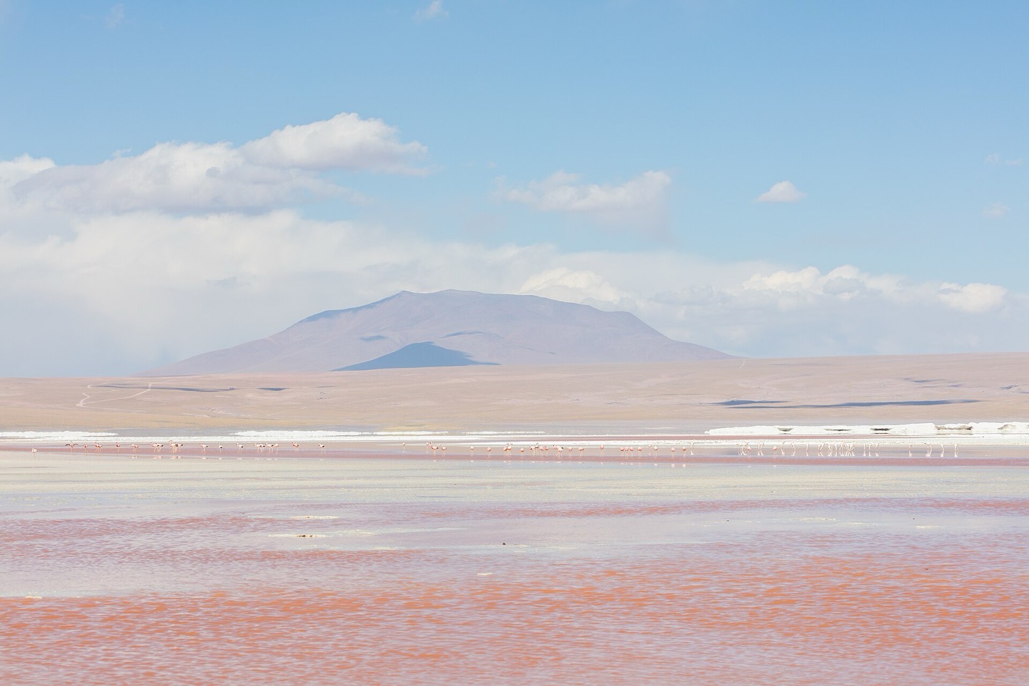 Andean flamingos feeding in the red water of Laguna Colorada