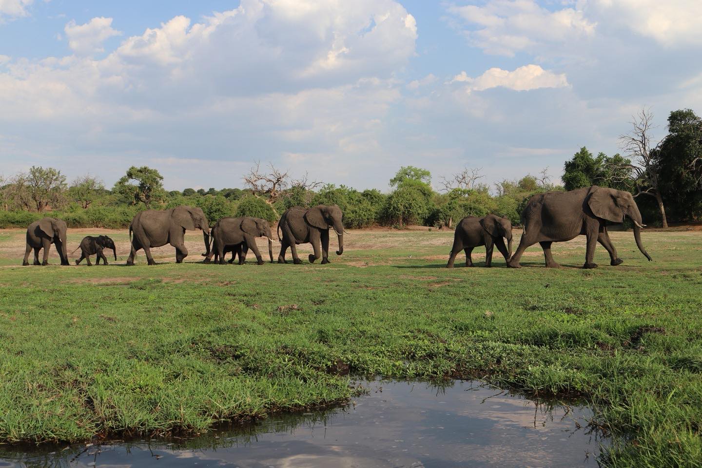 A family of elephants walking in single file across a green floodplain of the Chobe River