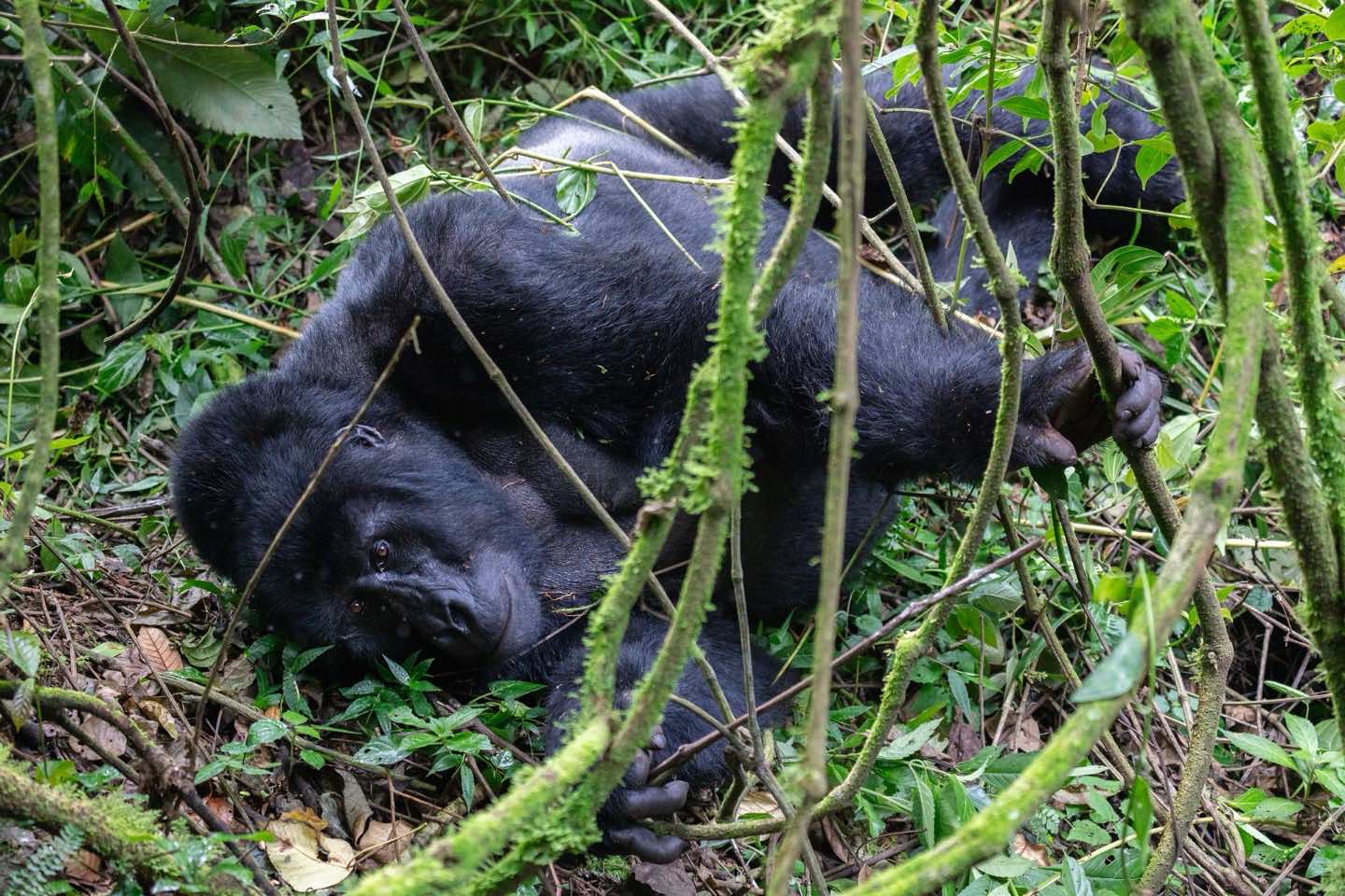 A mountain gorilla lying in the dense undergrowth of Bwindi Impenetrable National Park