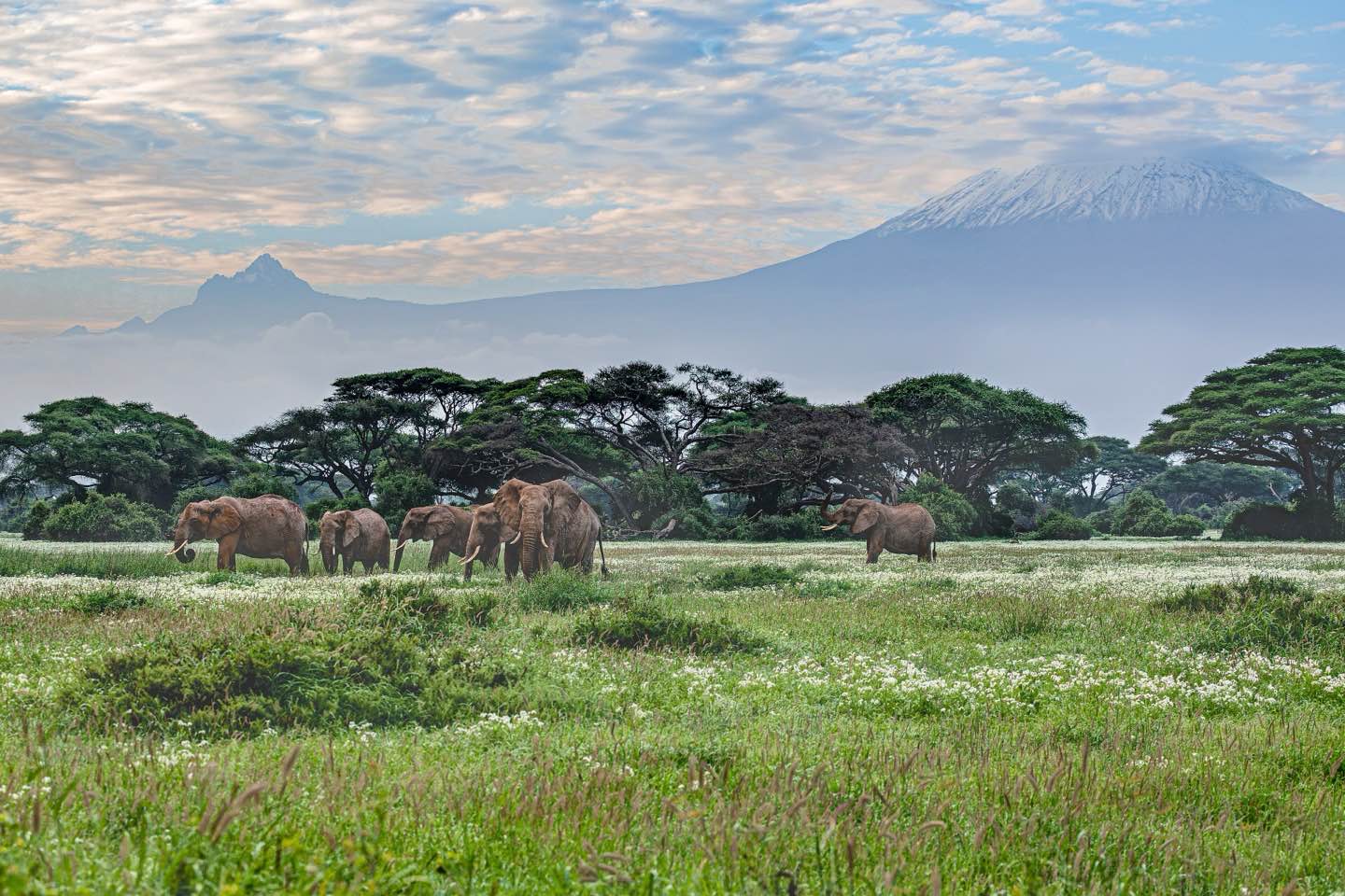 A family of elephants among white flowers on the Amboseli plains with snow-capped Kilimanjaro behind
