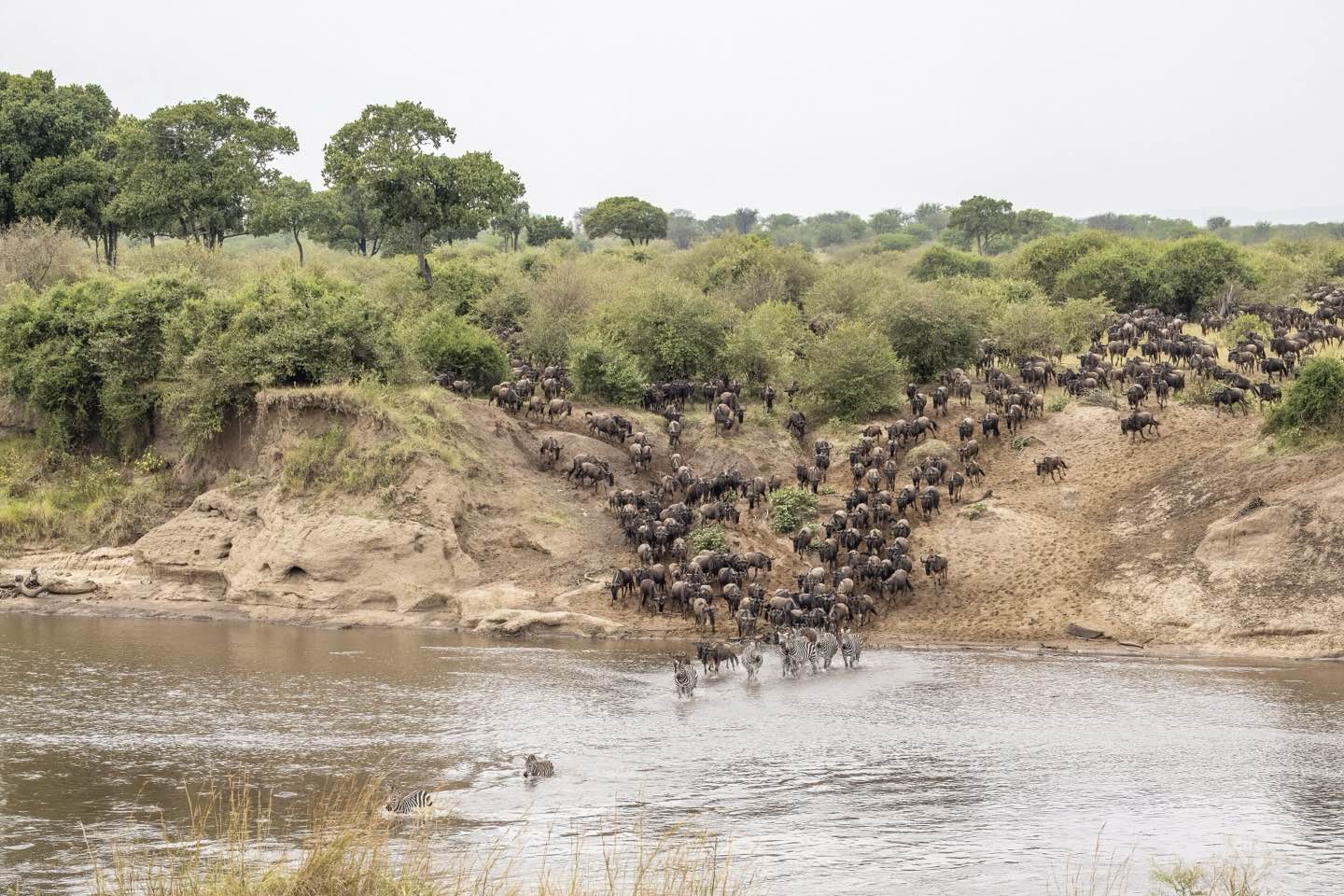 Wildebeest pouring down the bank of the Mara River behind a line of zebras already wading across