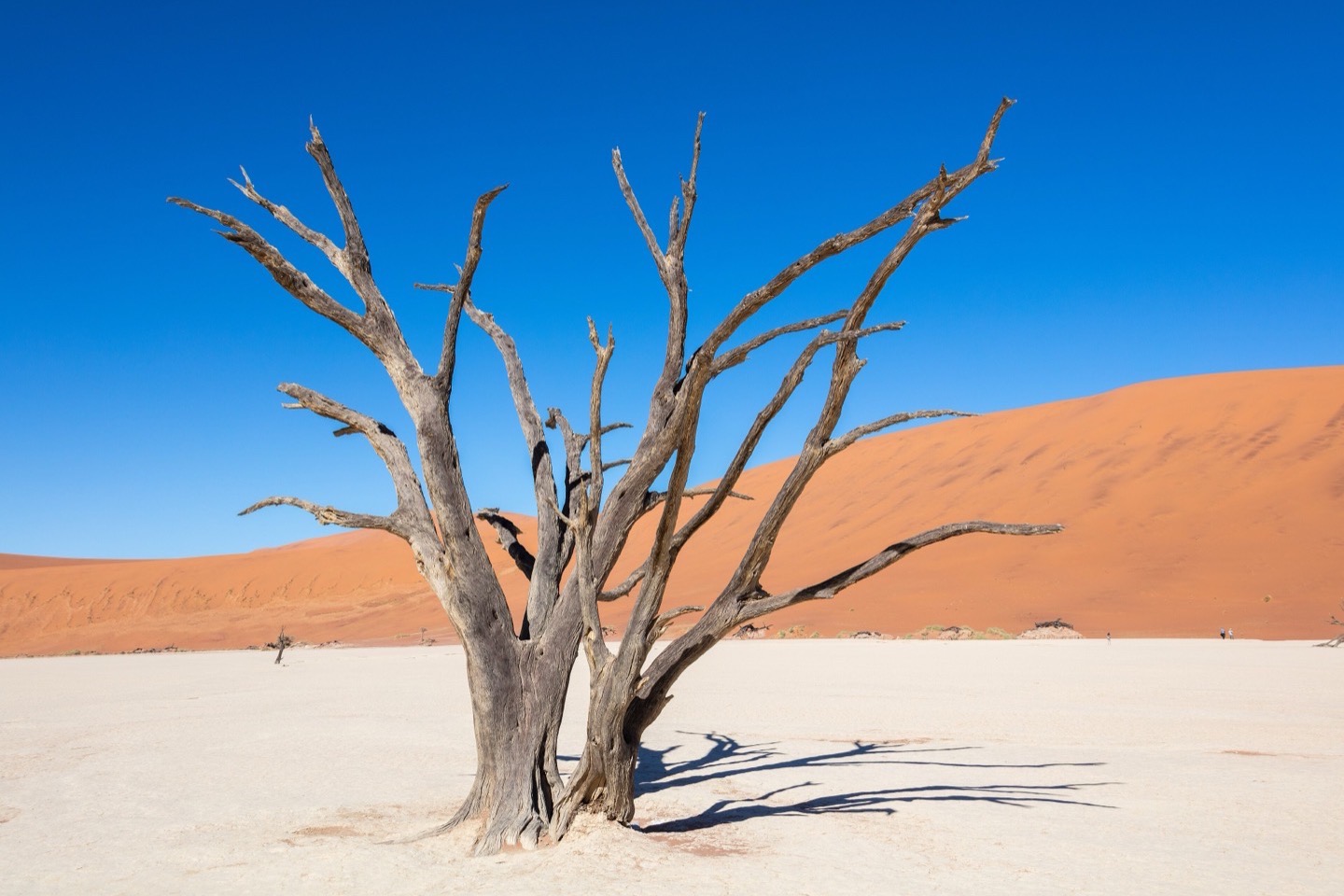 A dead camel thorn tree on the white clay pan of Deadvlei beneath a red dune