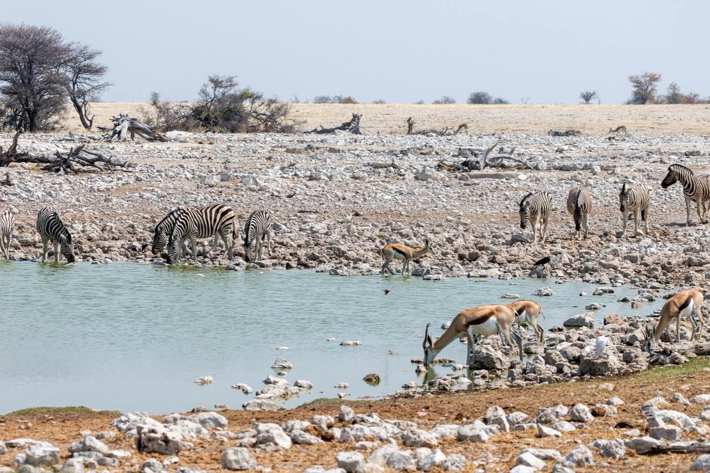 Zebras and springbok drinking at the Okaukuejo waterhole in Etosha National Park