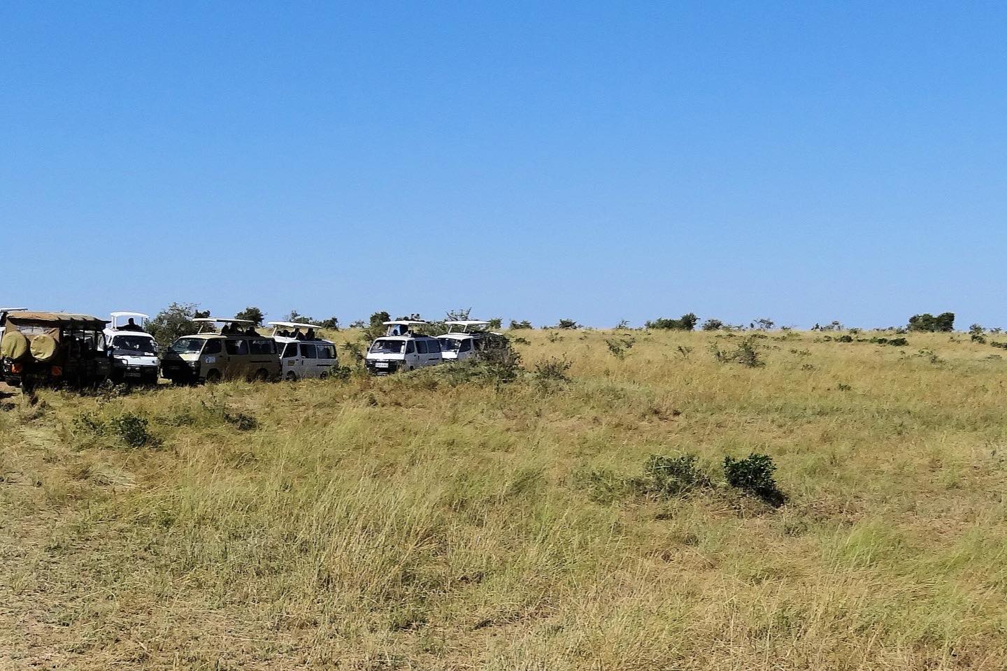 A line of safari vehicles crowded around a sighting on the Maasai Mara plains
