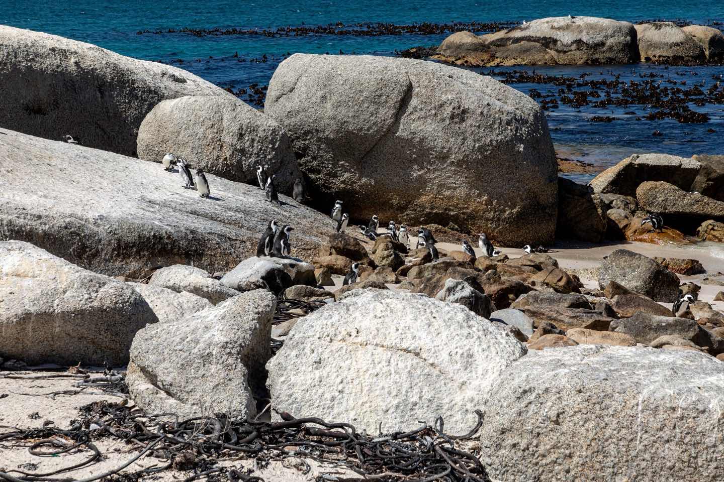 African penguins among granite boulders at Boulders Beach, Simon's Town