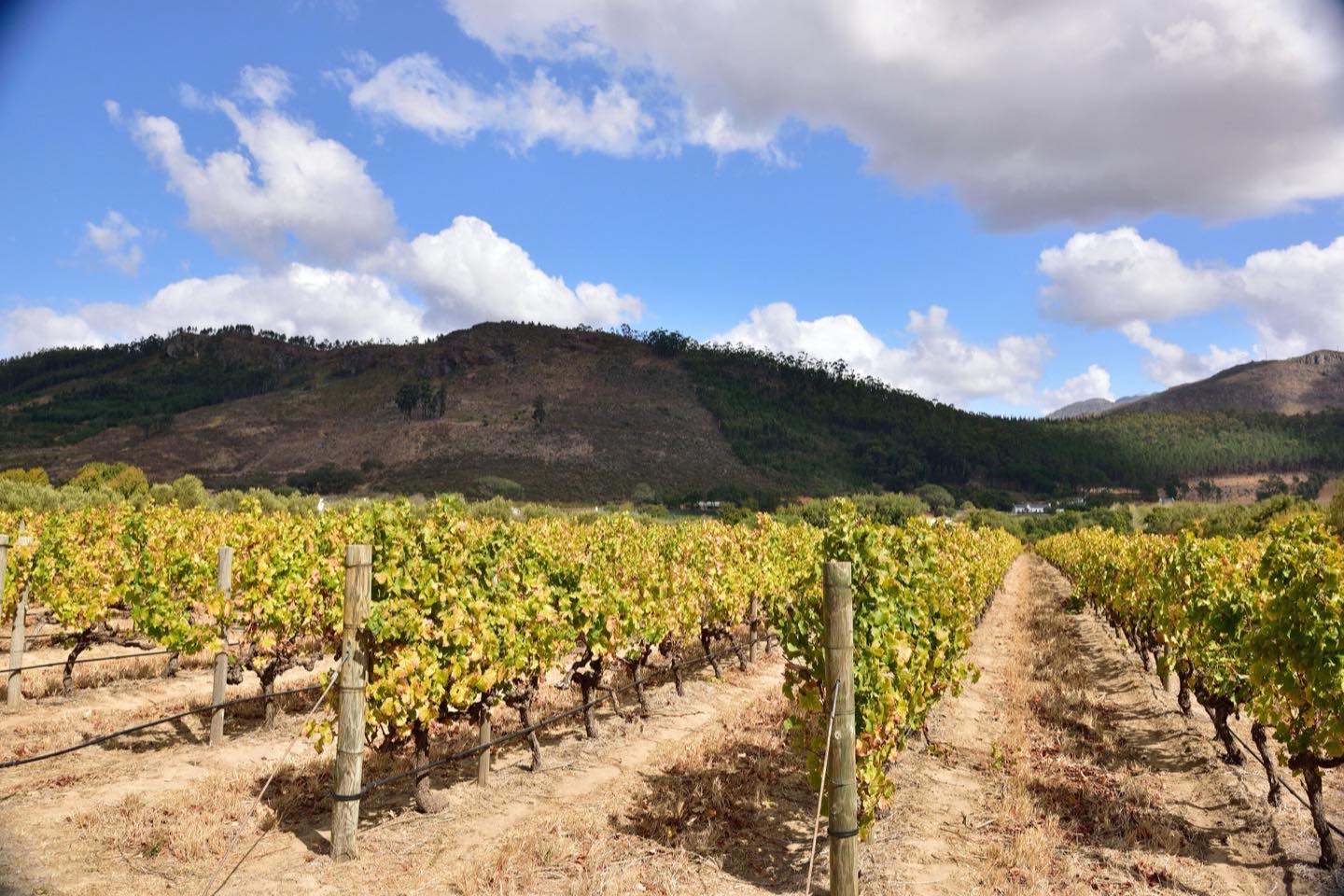 Rows of vines in a Franschhoek vineyard with mountains behind