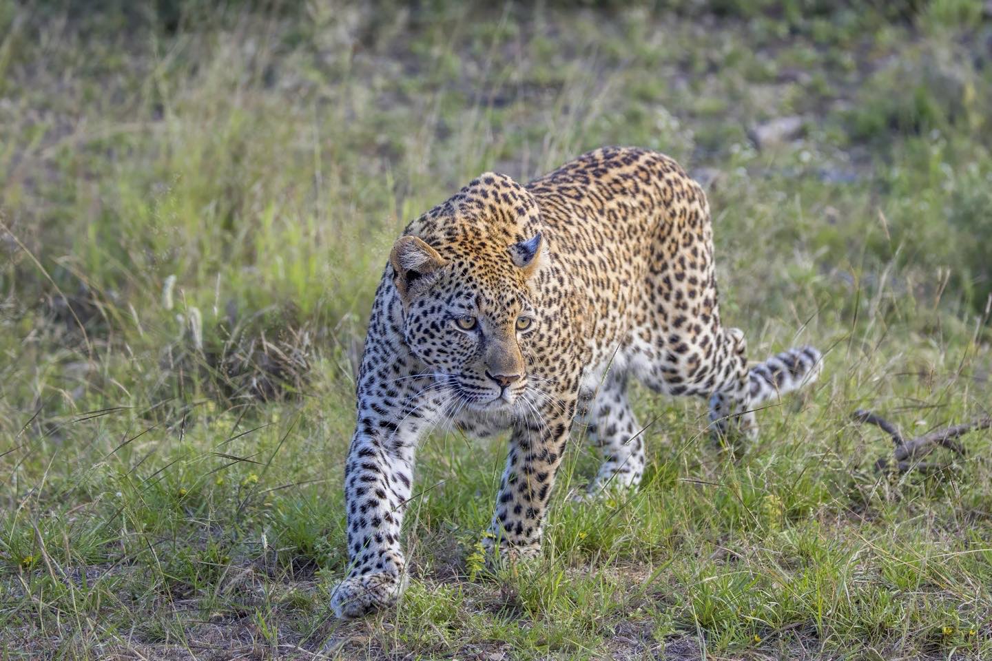 A leopard walking through green grass in Kruger National Park