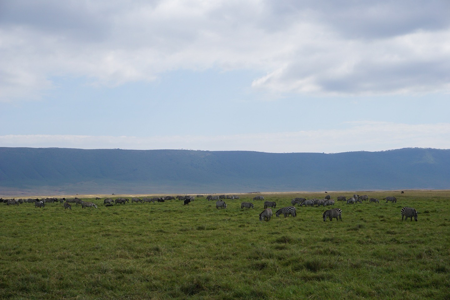 Zebra grazing on the crater floor
