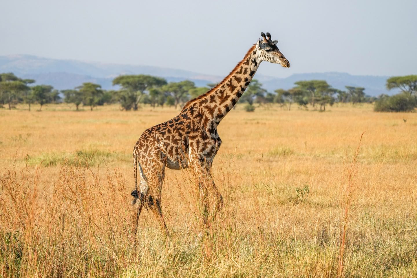 A Masai giraffe walking through golden grass with acacia trees and hills behind