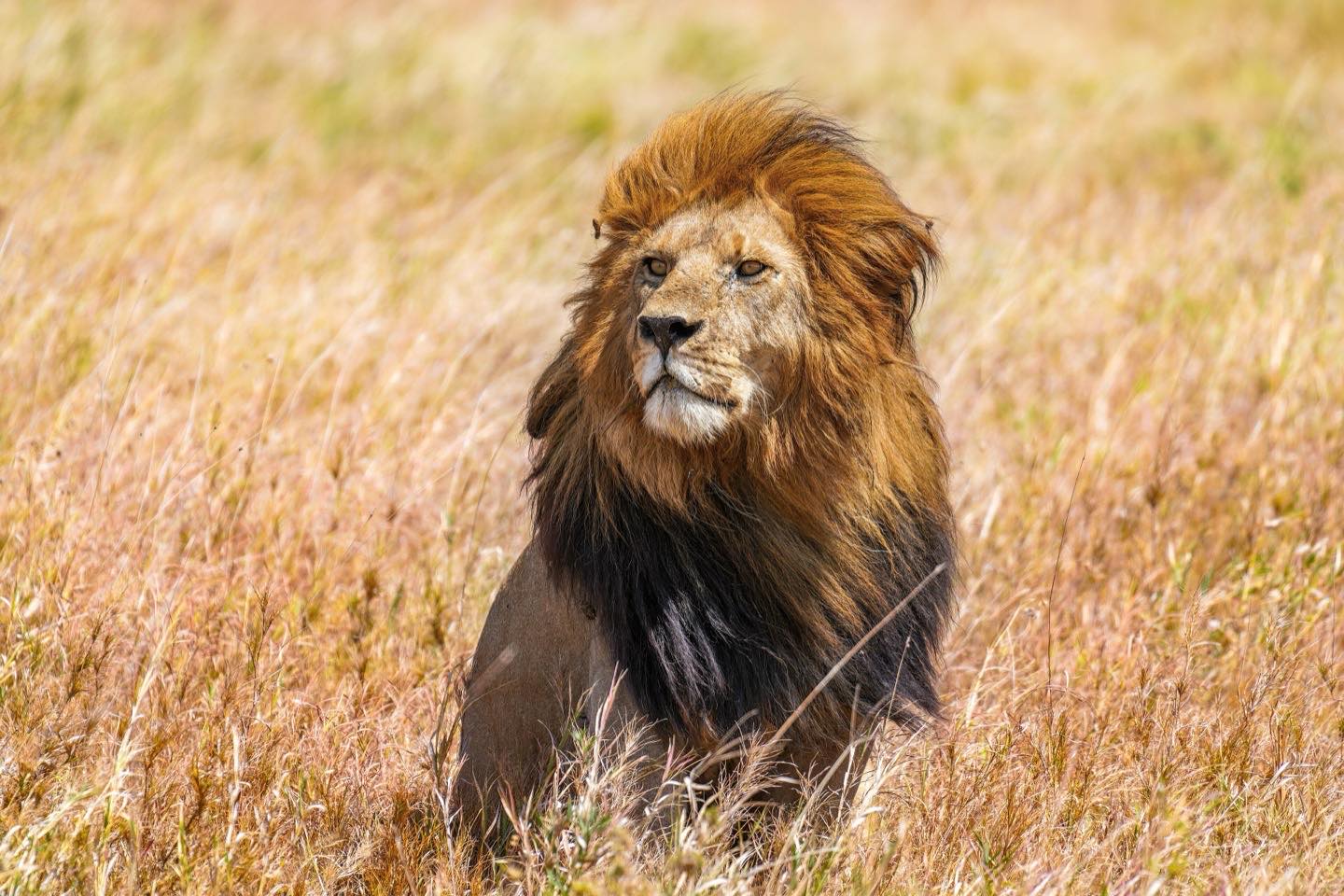 A maned male lion sitting in golden grass in the Serengeti